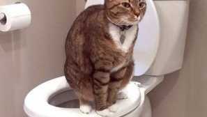 Диария на котката - как и какво да се лекува у дома?